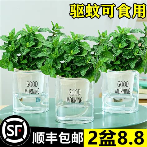 厕所植物|适合卫生间种植的7种植物